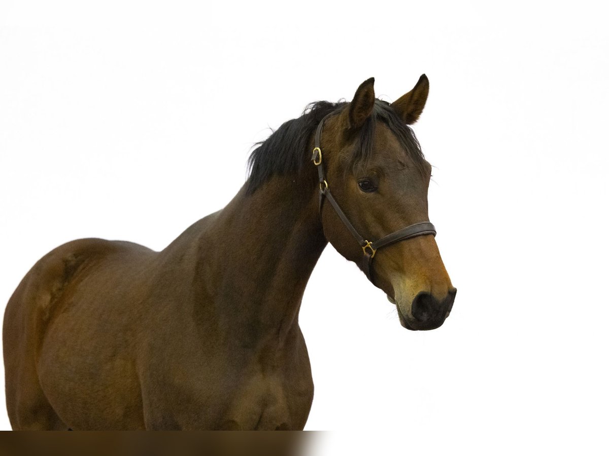 Zangersheide Caballo castrado 4 años 171 cm Castaño in Waddinxveen