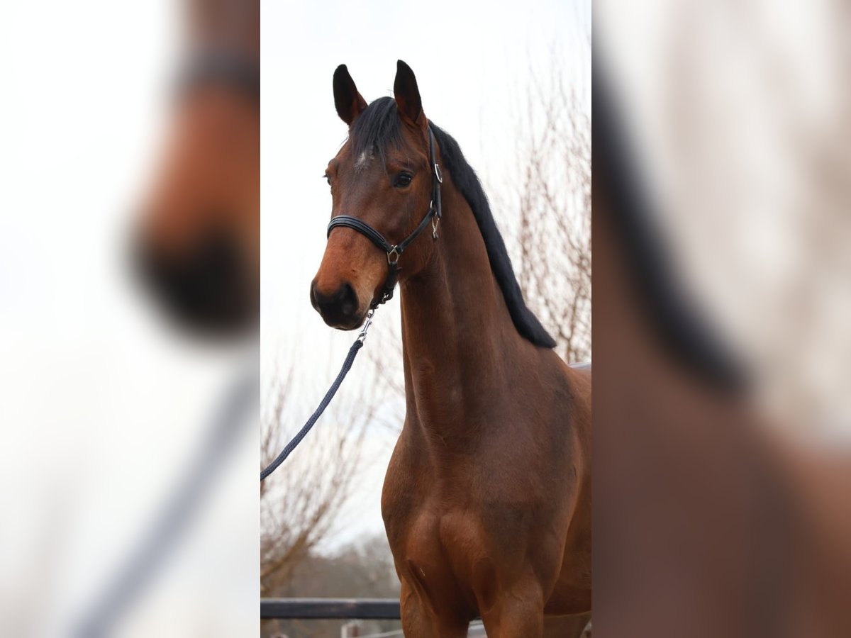 Zangersheide Caballo castrado 4 años 172 cm Castaño in Brecht