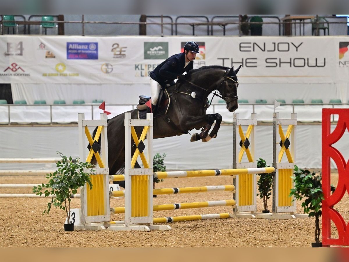 Zangersheide Caballo castrado 4 años 173 cm Tordo in Gerstetten