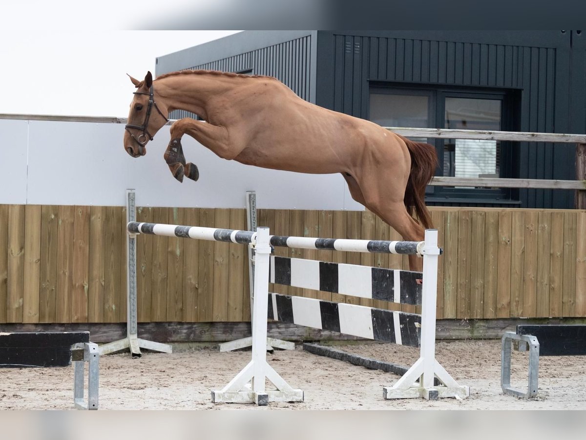 Zangersheide Caballo castrado 4 años 174 cm Alazán in Leers