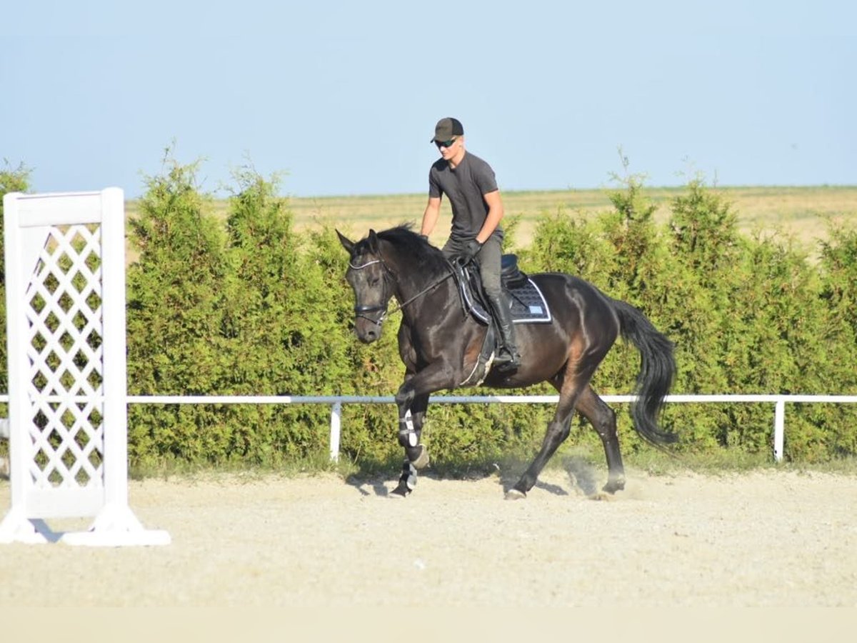 Zangersheide Caballo castrado 4 años 175 cm Morcillo in Góra