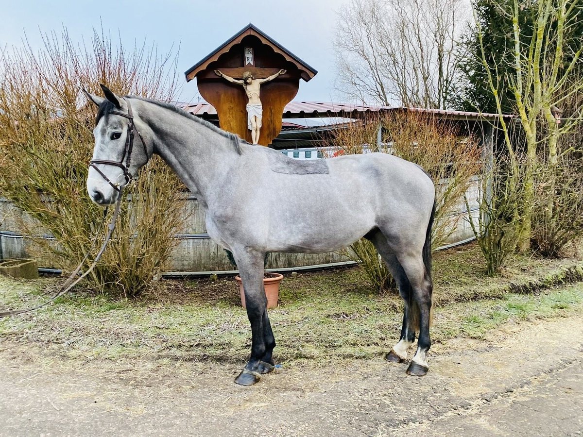 Zangersheide Caballo castrado 4 años 178 cm Tordo rodado in Schwäbisch Gmünd