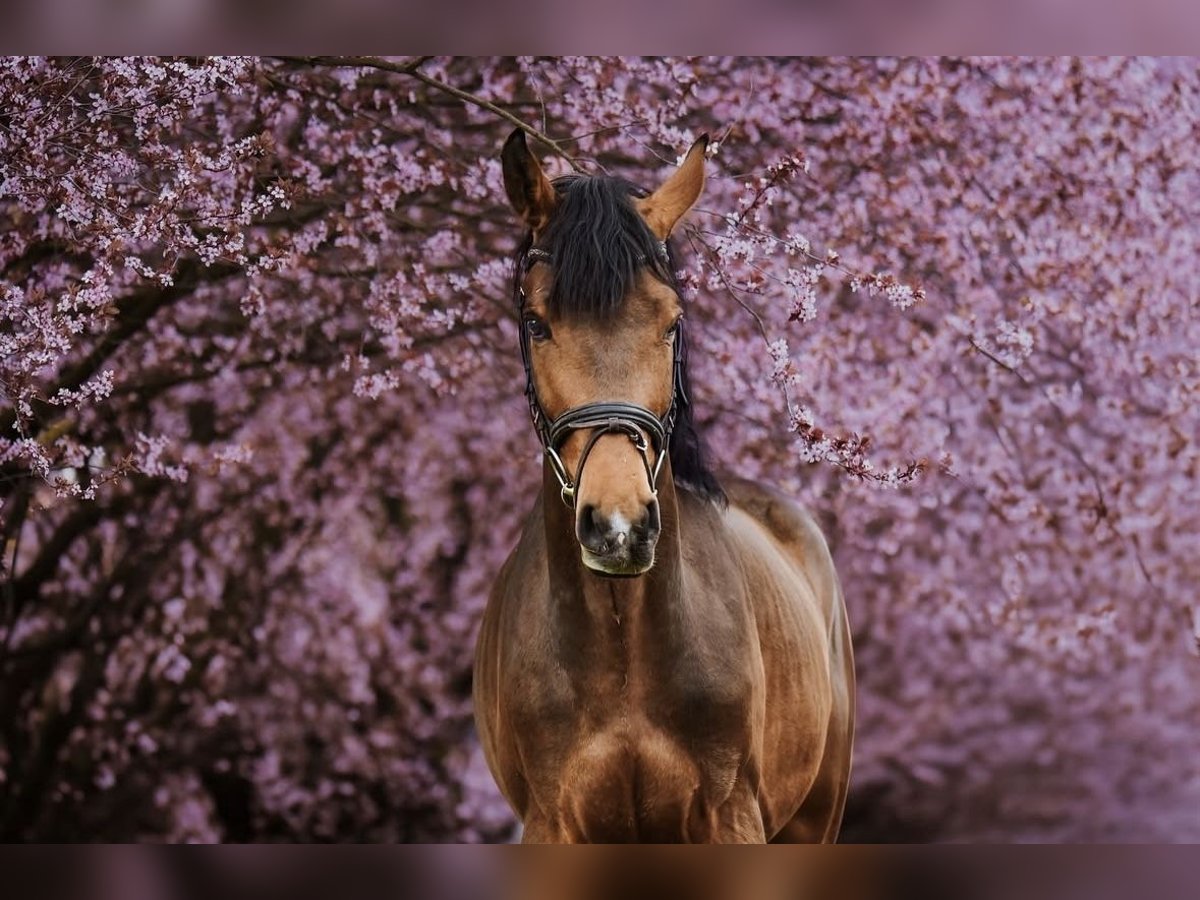 Zangersheide Caballo castrado 4 años in Zagreb