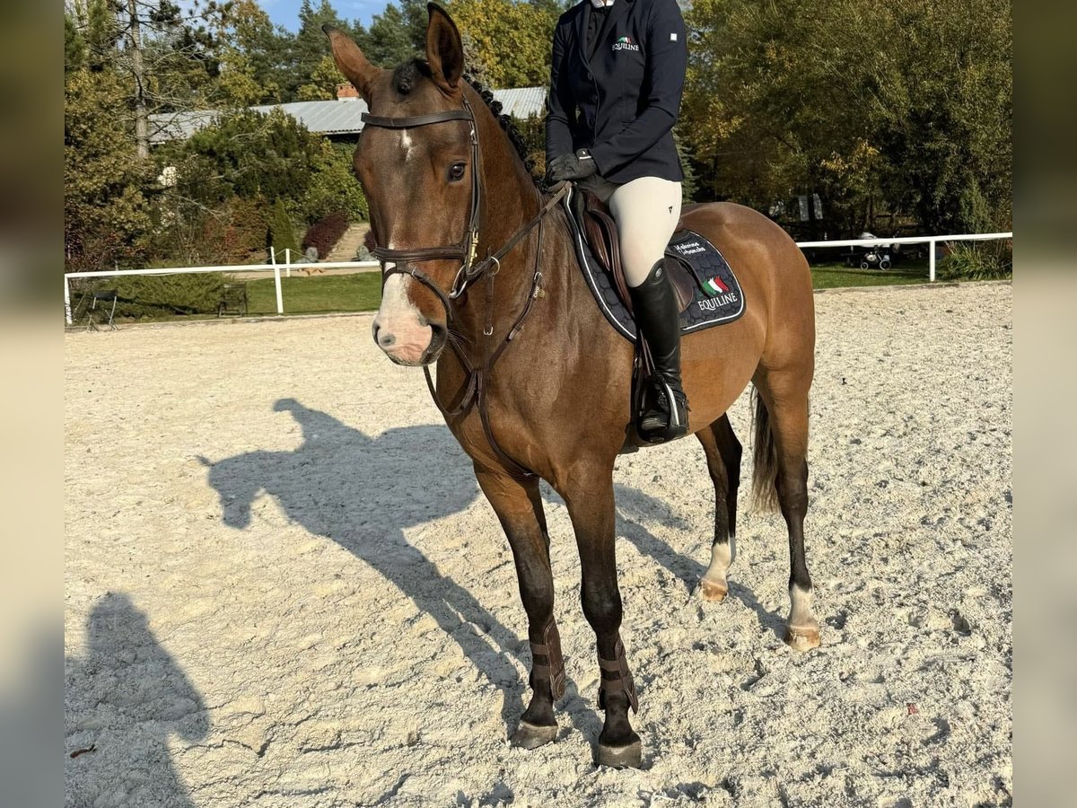 Zangersheide Caballo castrado 5 años 157 cm Castaño rojizo in Wisznia Mała