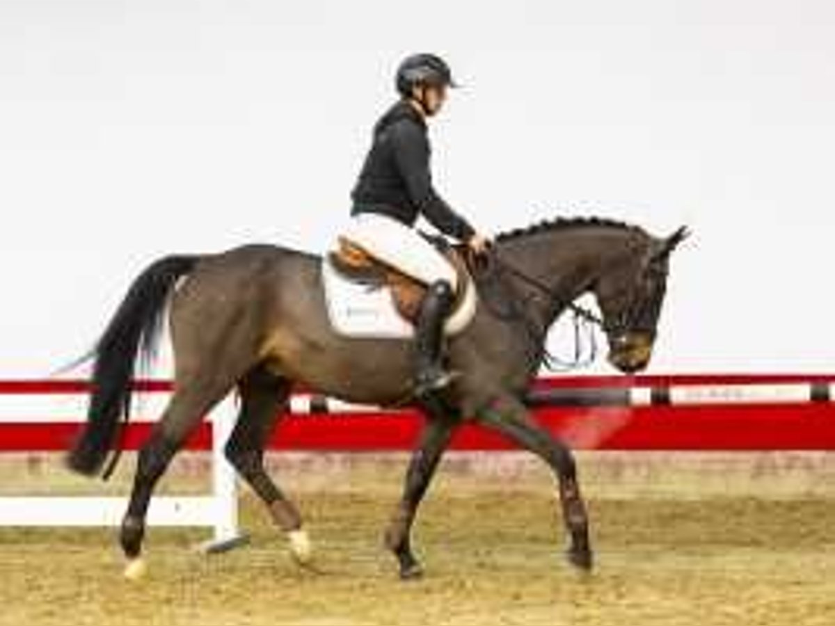 Zangersheide Caballo castrado 5 años 160 cm Castaño oscuro in Waddinxveen