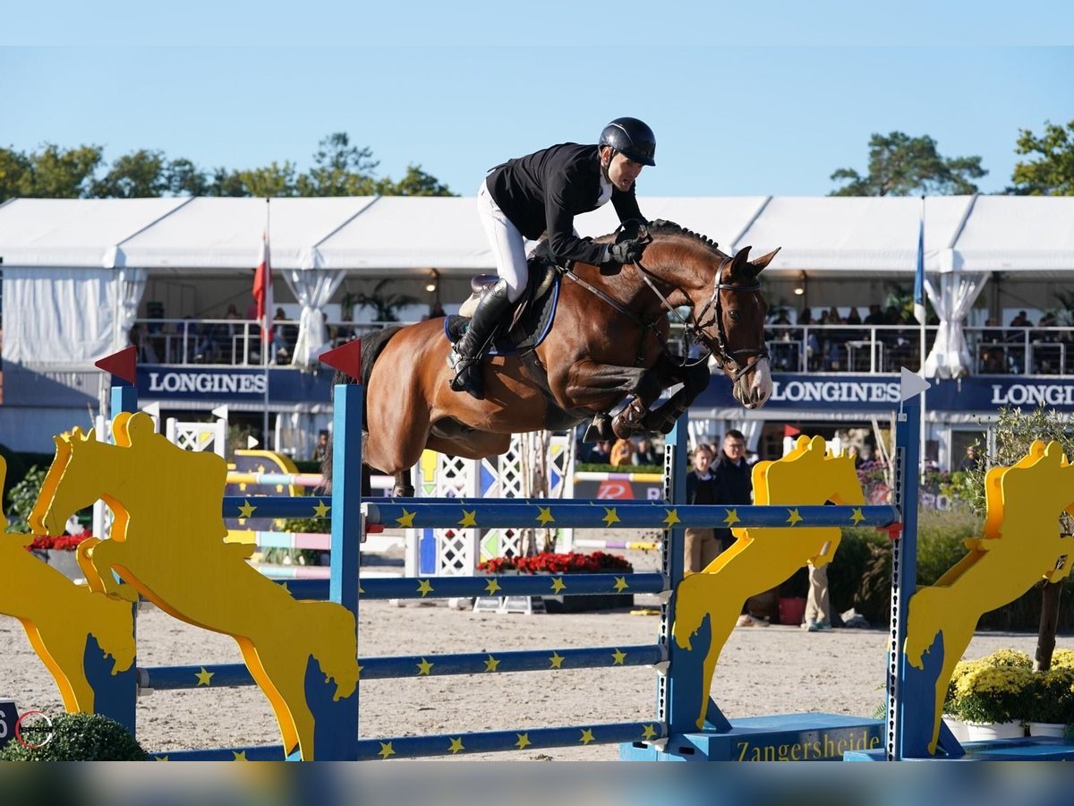 Zangersheide Caballo castrado 5 años 160 cm Castaño rojizo in Wisznia Ma&#x142;a