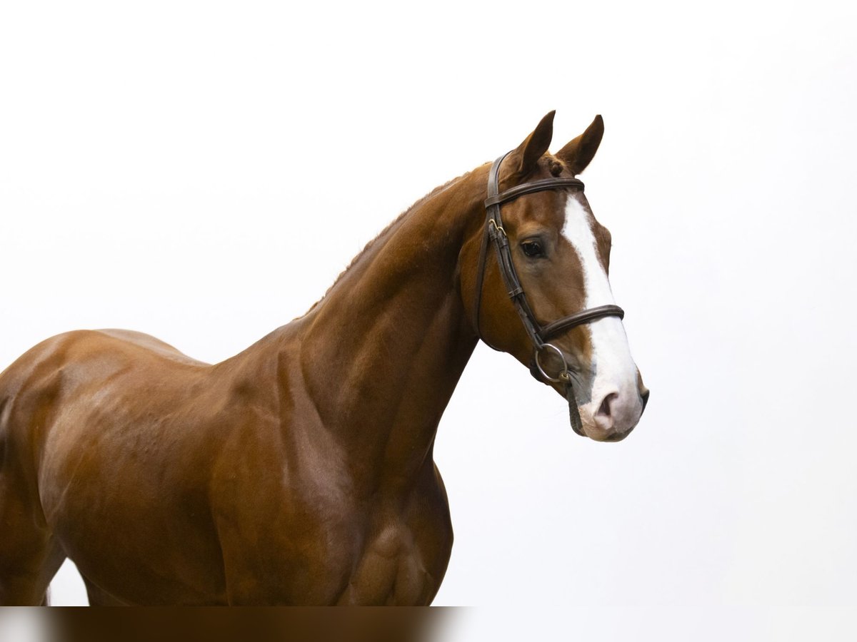 Zangersheide Caballo castrado 5 años 163 cm Alazán in Waddinxveen