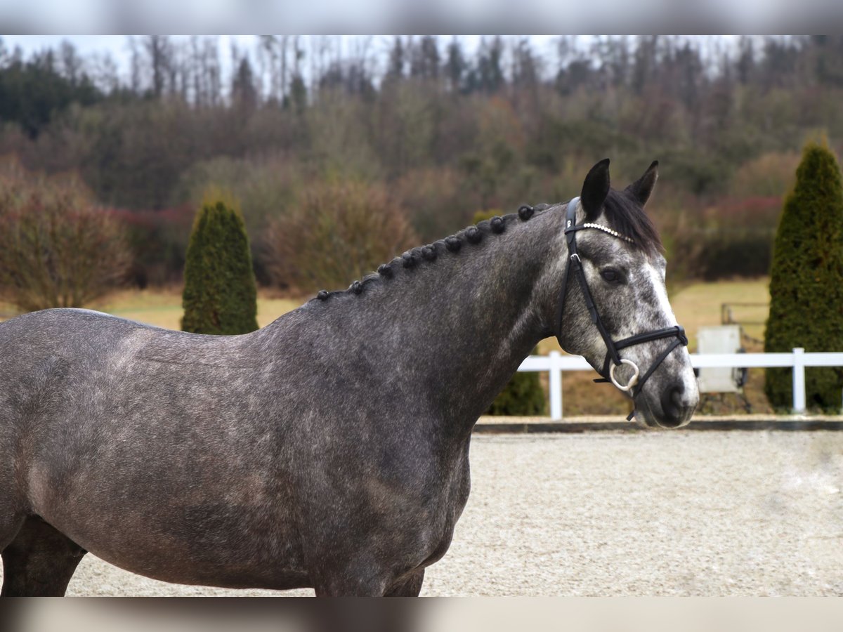 Zangersheide Caballo castrado 5 años 164 cm Tordillo negro in Schwäbisch Hall