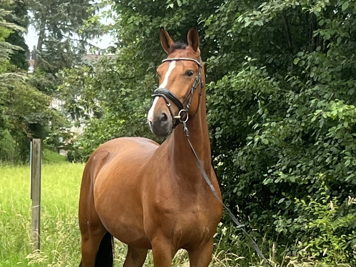 Zangersheide Caballo castrado 5 años 165 cm Castaño in Reinach AG