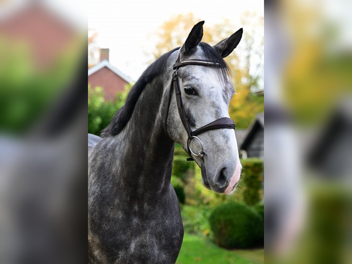 Zangersheide Caballo castrado 5 años 165 cm Tordo in Bladel