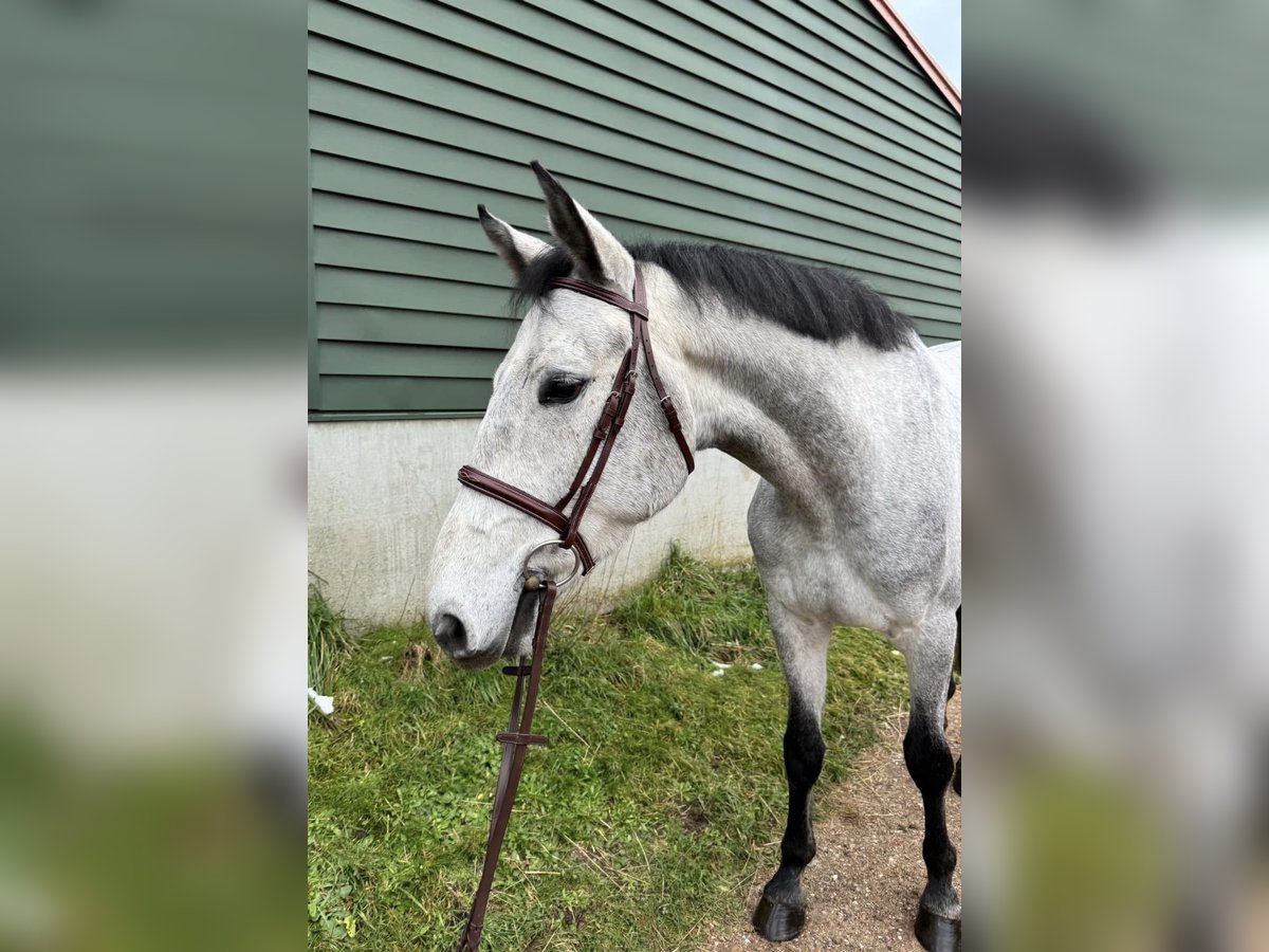 Zangersheide Caballo castrado 5 años 165 cm Tordo in Roermond