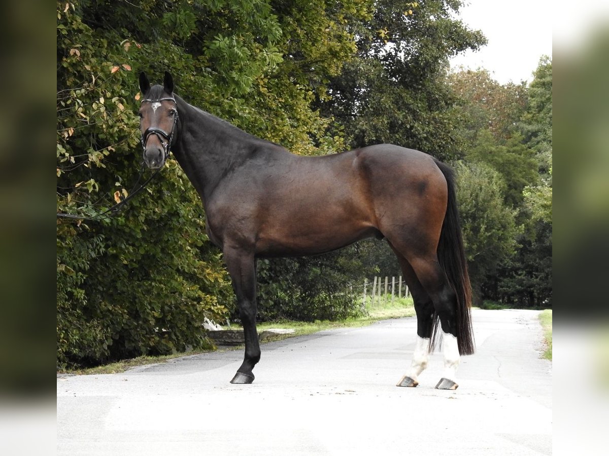 Zangersheide Caballo castrado 5 años 166 cm Castaño oscuro in Verl