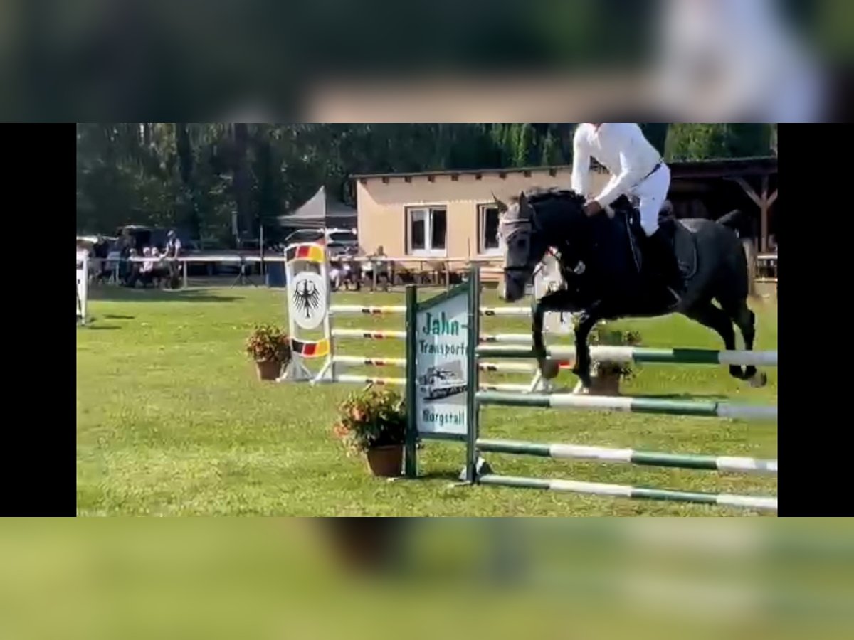 Zangersheide Caballo castrado 5 años 166 cm Tordo in Haldensleben