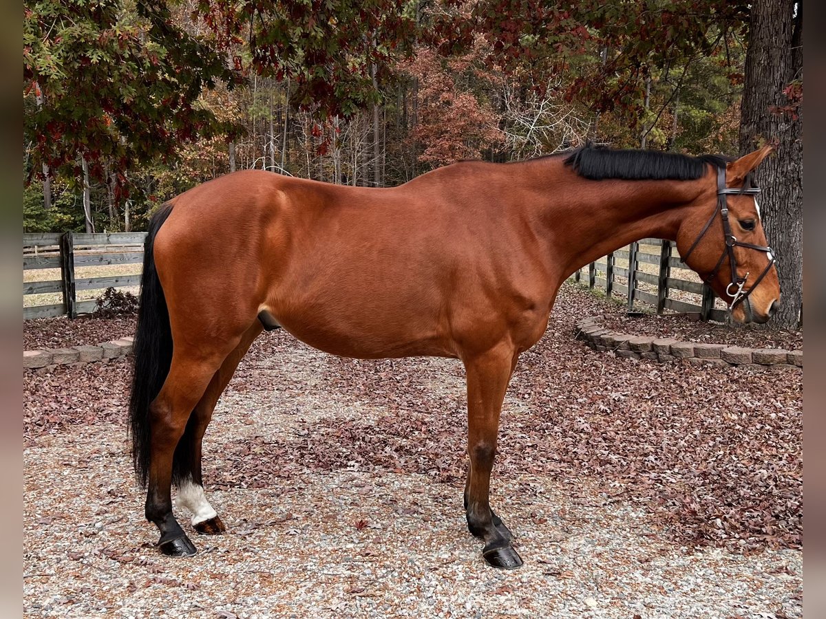 Zangersheide Caballo castrado 5 años 167 cm Castaño rojizo in Chesterfield