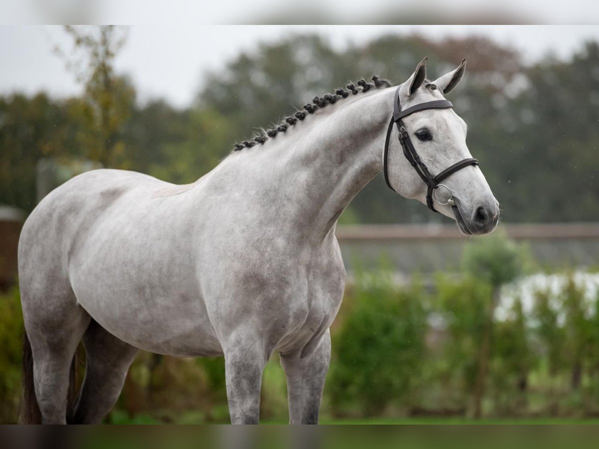 Zangersheide Caballo castrado 5 años 167 cm Tordo in Bladel