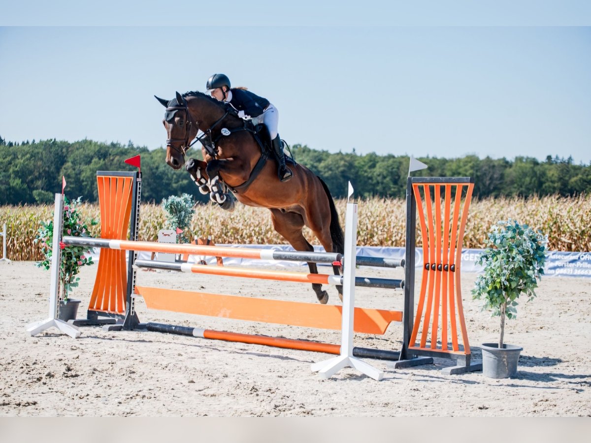 Zangersheide Caballo castrado 5 años 169 cm Castaño in Lengdorf