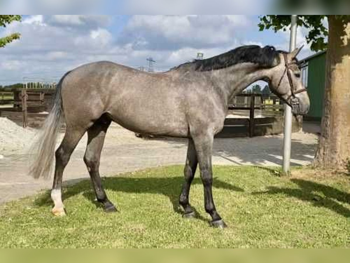 Zangersheide Caballo castrado 5 años 169 cm Tordo in Bladel