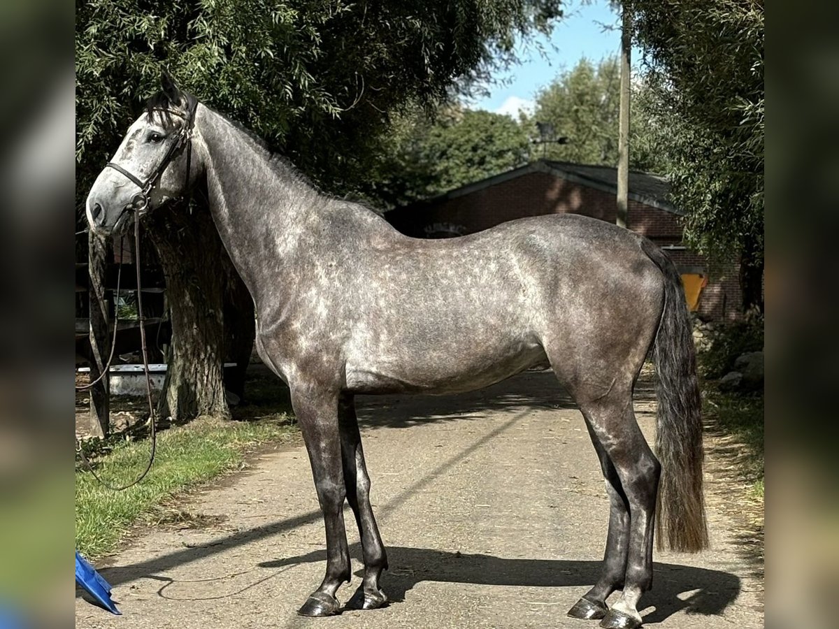 Zangersheide Caballo castrado 5 años 169 cm Tordo in Maaseik