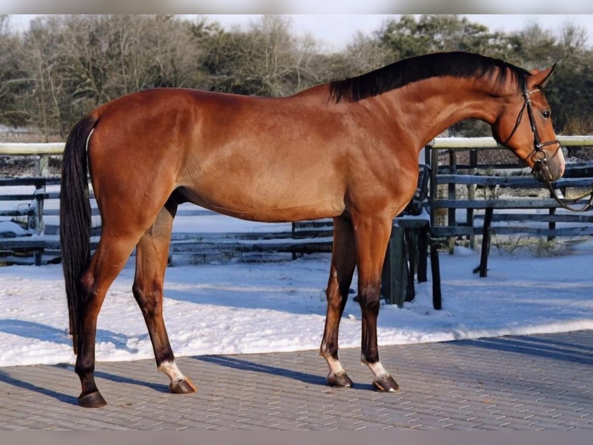 Zangersheide Caballo castrado 5 años 170 cm Castaño in Halberain