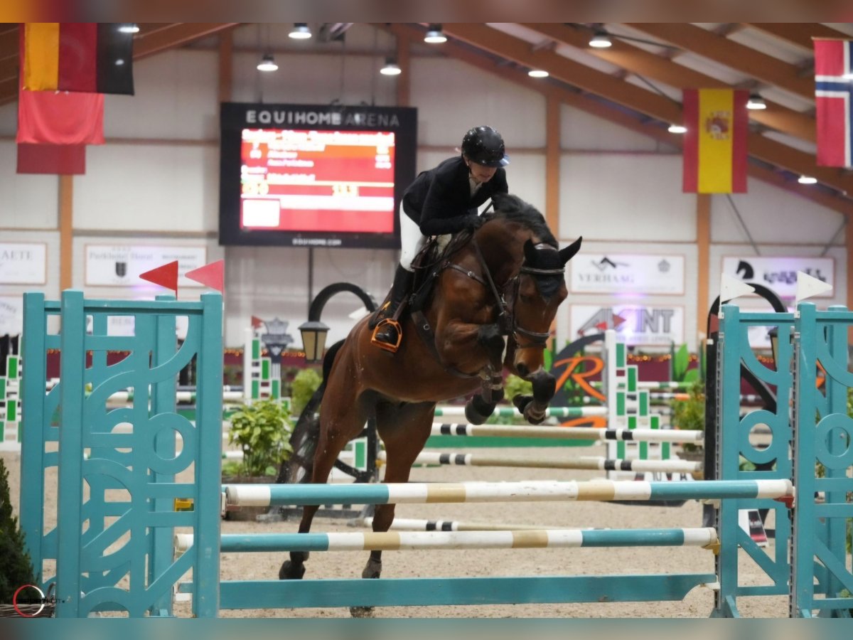 Zangersheide Caballo castrado 5 años 170 cm Castaño in Neuss