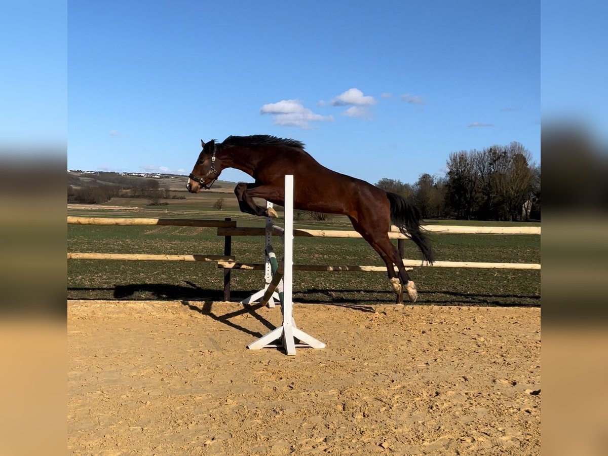 Zangersheide Caballo castrado 5 años 170 cm Castaño in Mons-en-Pévèle