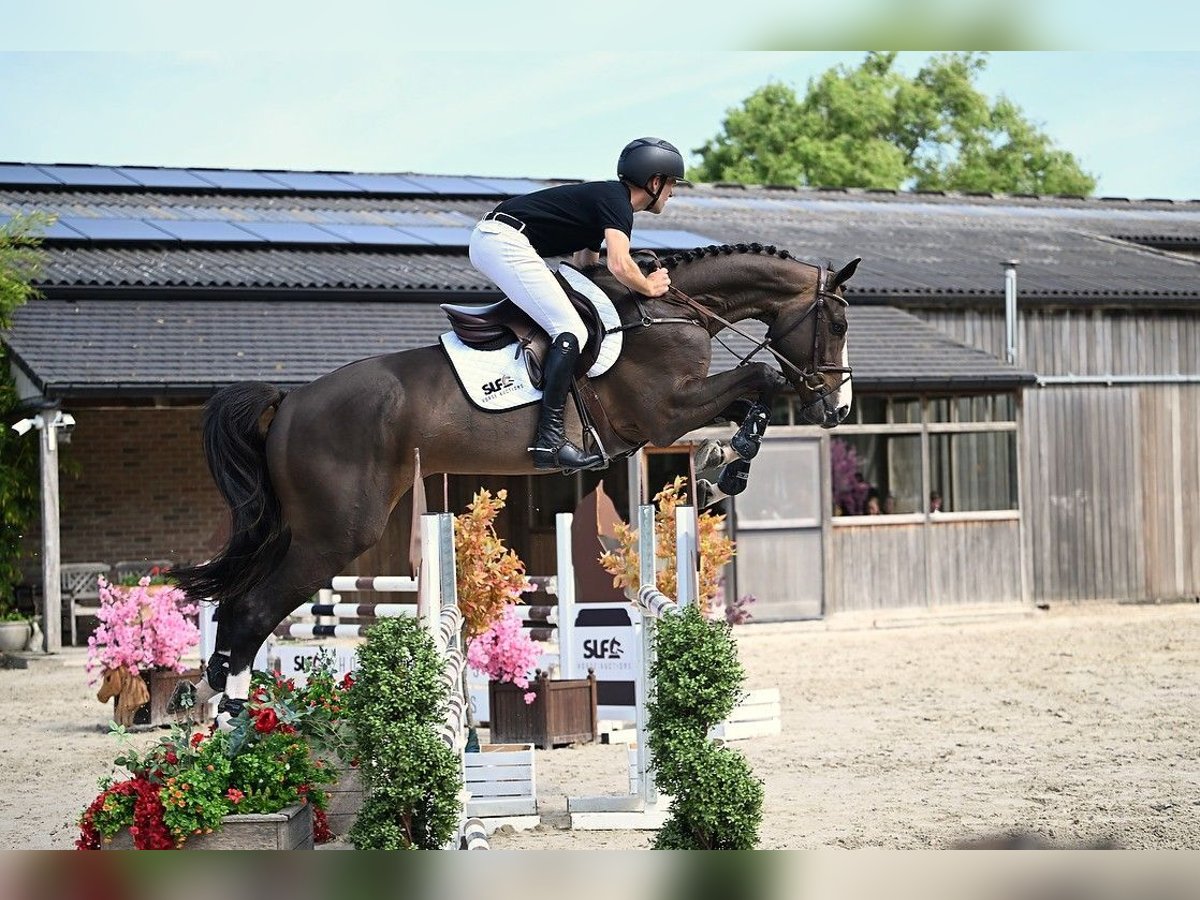 Zangersheide Caballo castrado 5 años 170 cm Castaño oscuro in Bladel