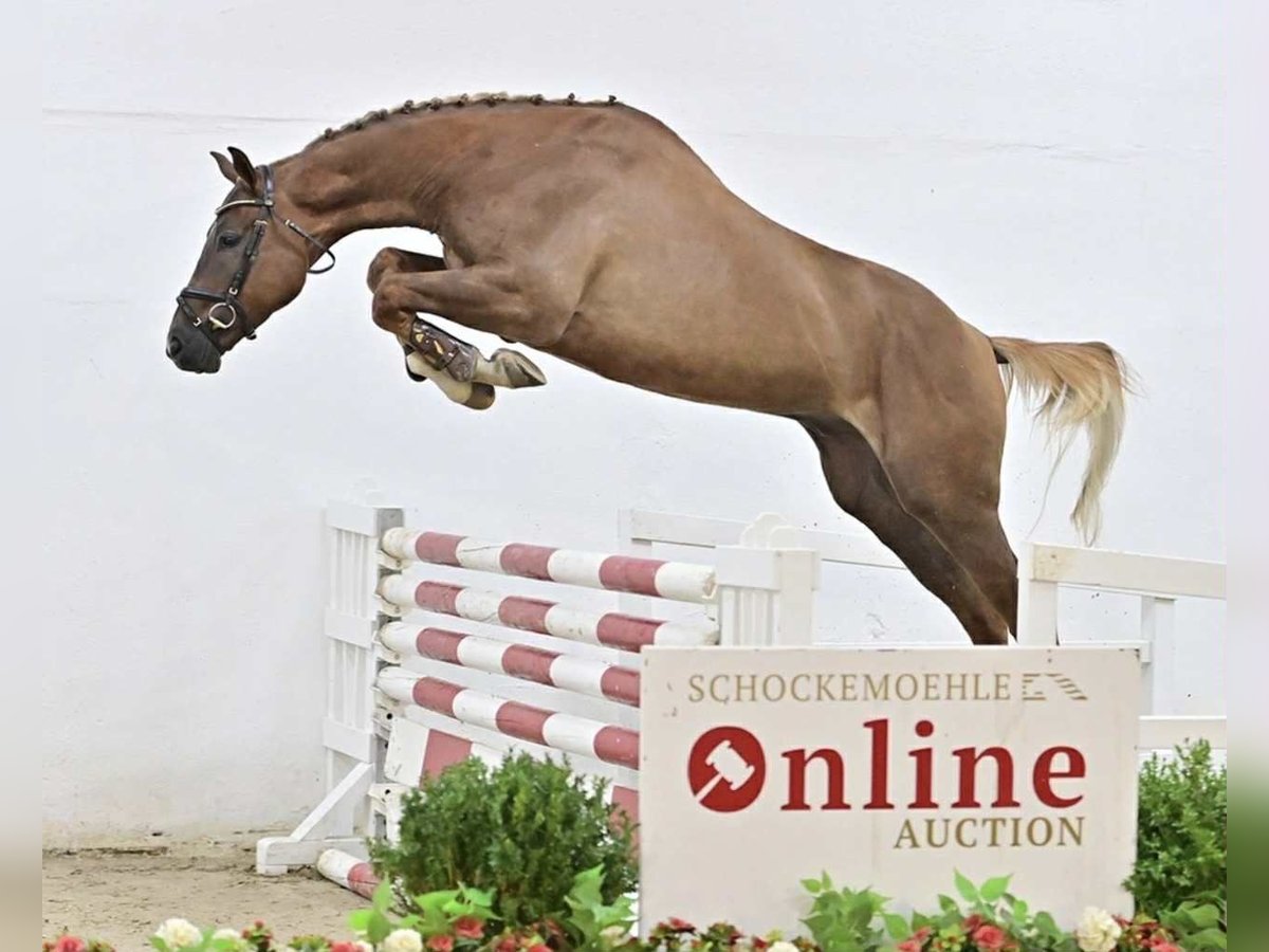 Zangersheide Caballo castrado 5 años 171 cm Alazán in KRAJENKA