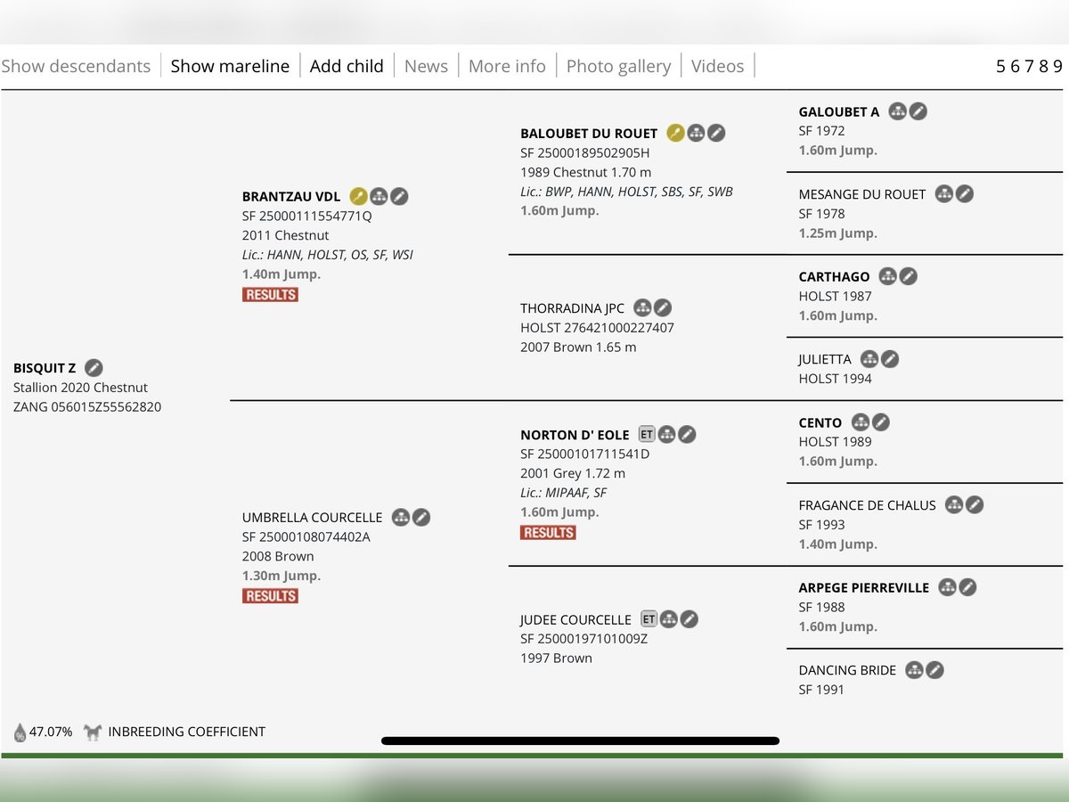 Zangersheide Caballo castrado 5 años 173 cm Alazán in Radvili&#x161;kis