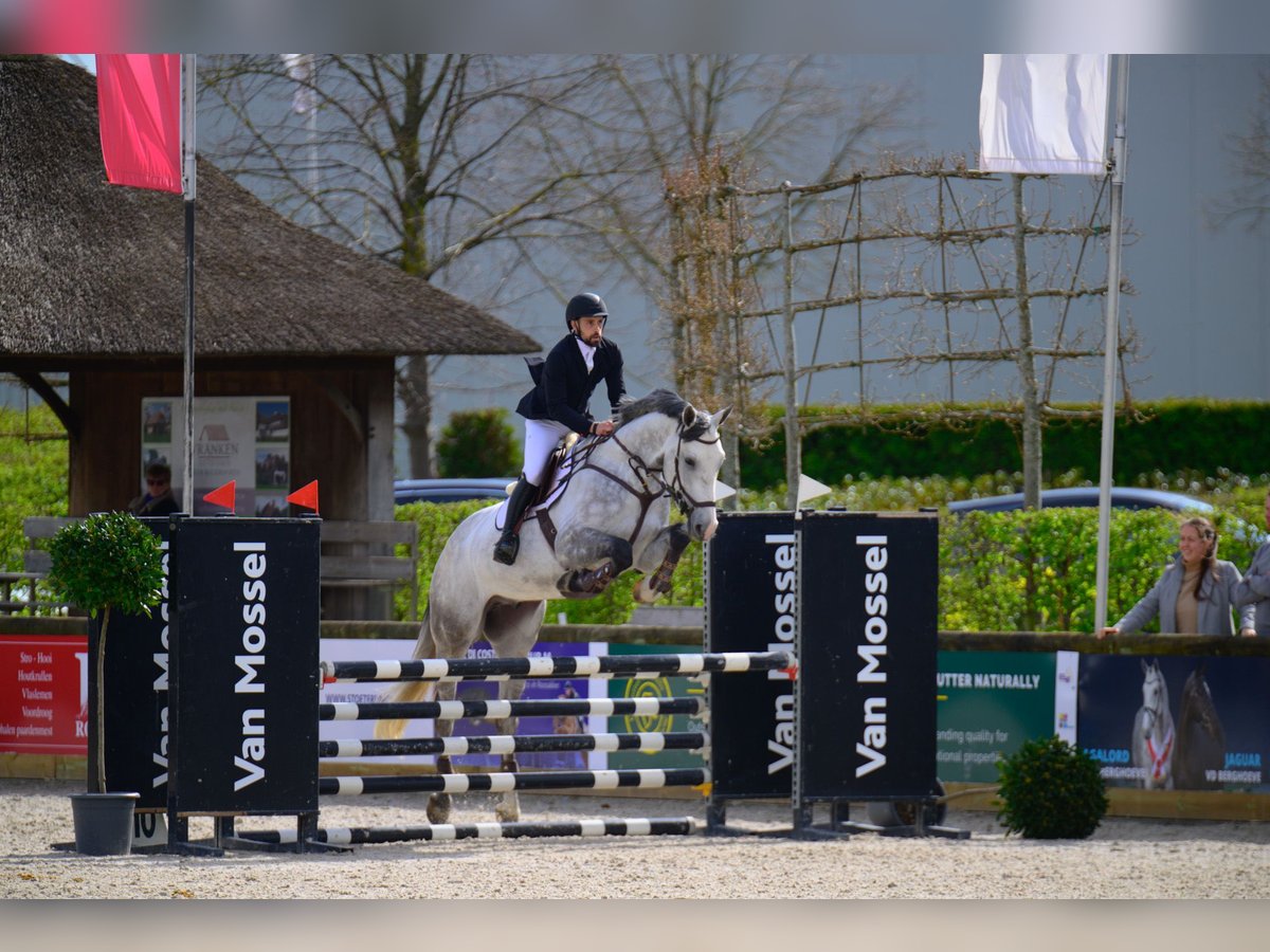 Zangersheide Caballo castrado 5 años 173 cm Tordo in Ranst