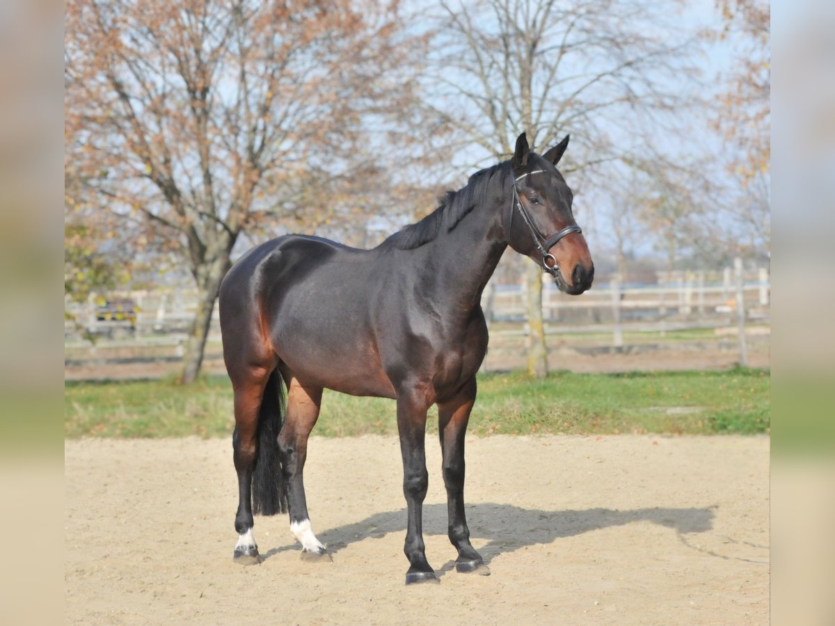 Zangersheide Caballo castrado 5 años 175 cm Castaño in Schattendorf