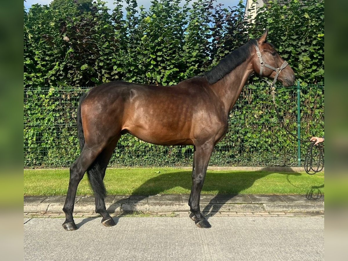 Zangersheide Caballo castrado 5 años 175 cm Castaño in Relegem