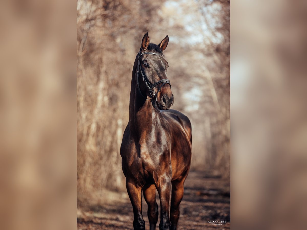 Zangersheide Caballo castrado 5 años 175 cm Castaño oscuro in Winterlingen