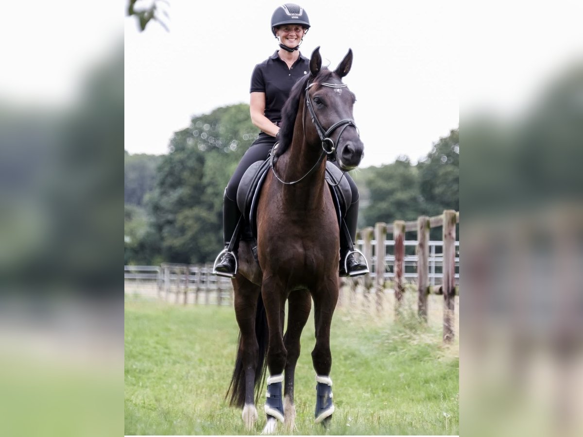 Zangersheide Caballo castrado 5 años 175 cm Negro in M&#xFC;nster