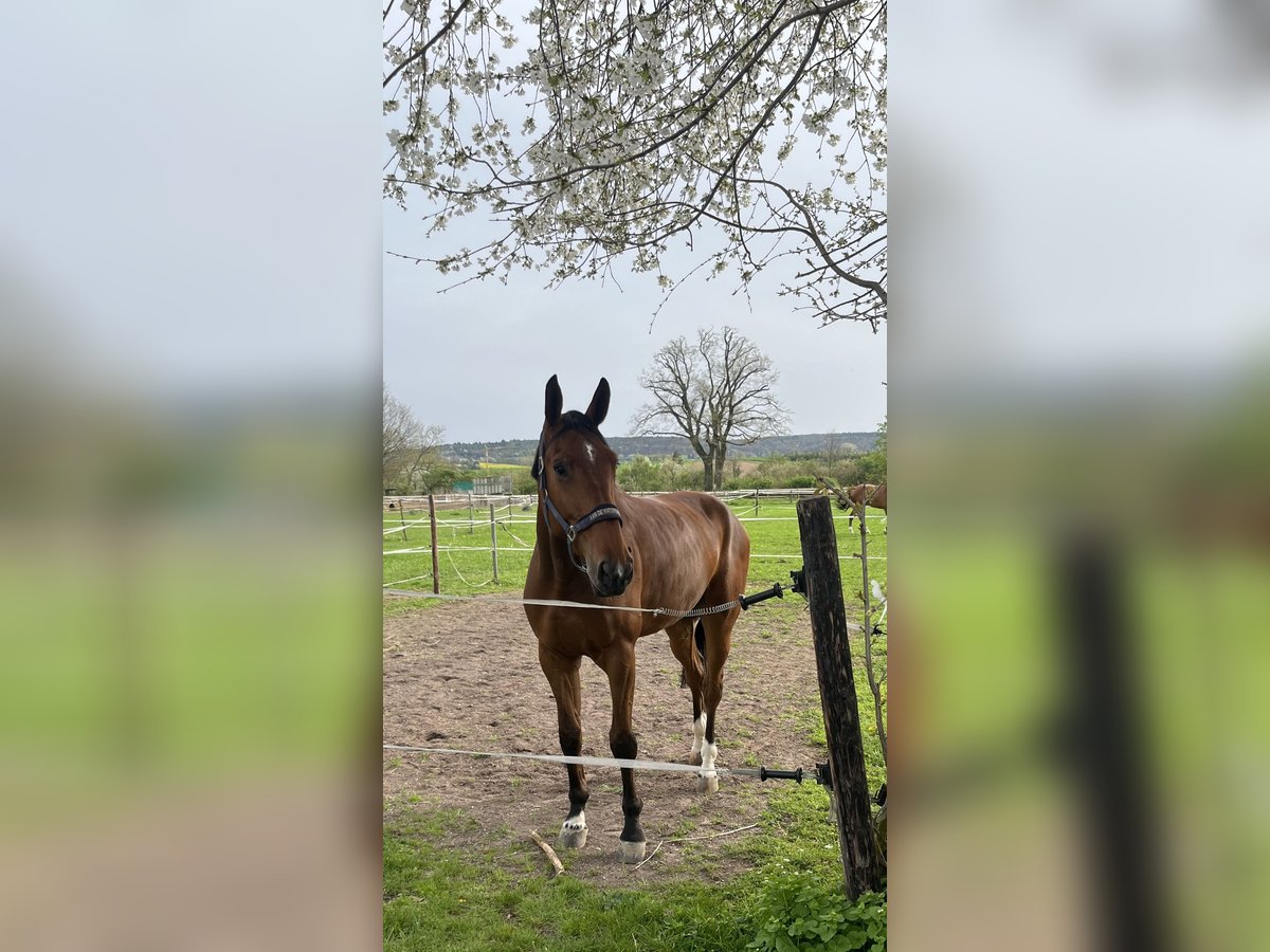 Zangersheide Caballo castrado 5 años 178 cm Castaño in Großostheim