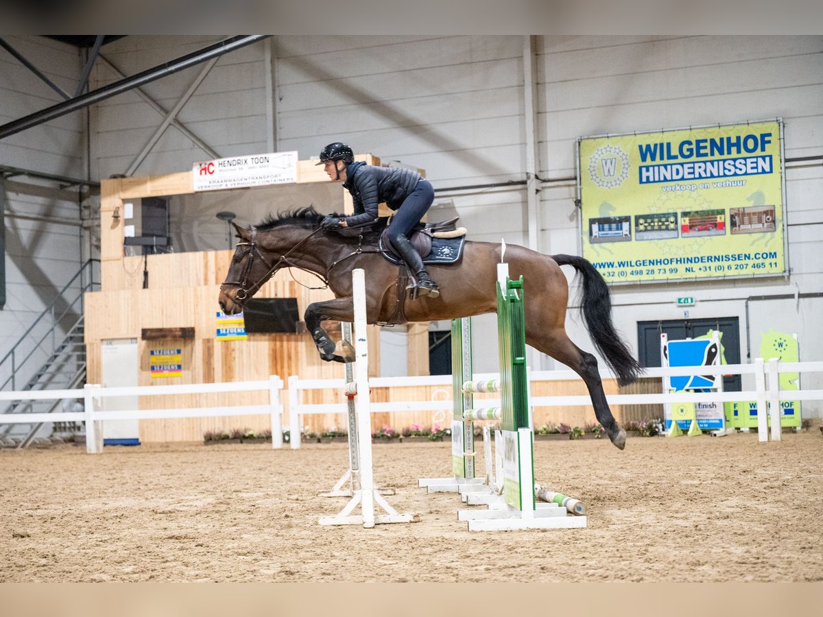 Zangersheide Caballo castrado 5 años 180 cm Castaño in Bocholt