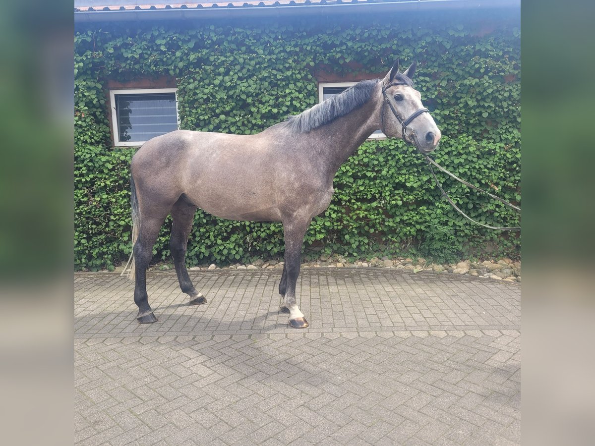 Zangersheide Caballo castrado 5 años 180 cm Tordo in Bottrop
