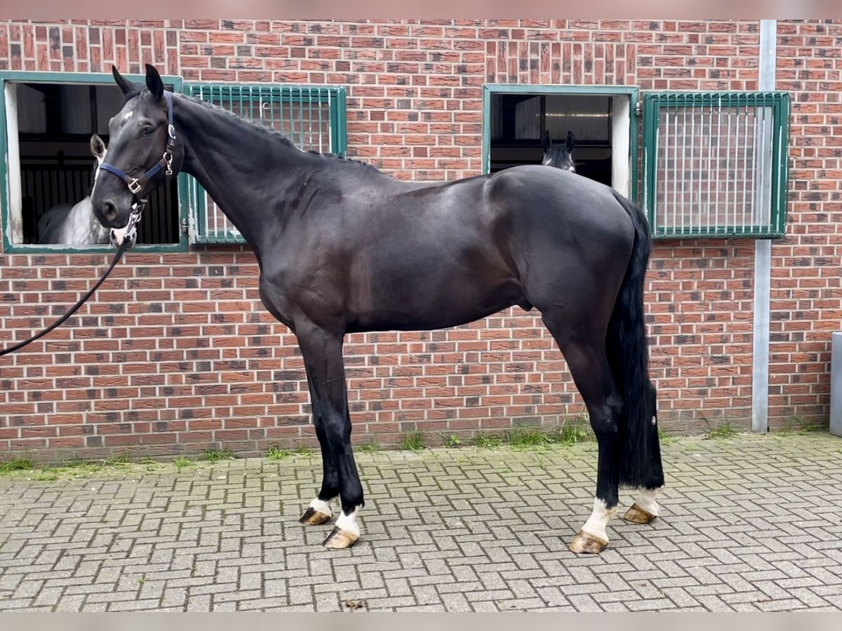 Zangersheide Caballo castrado 5 años 184 cm Morcillo in Nettetal