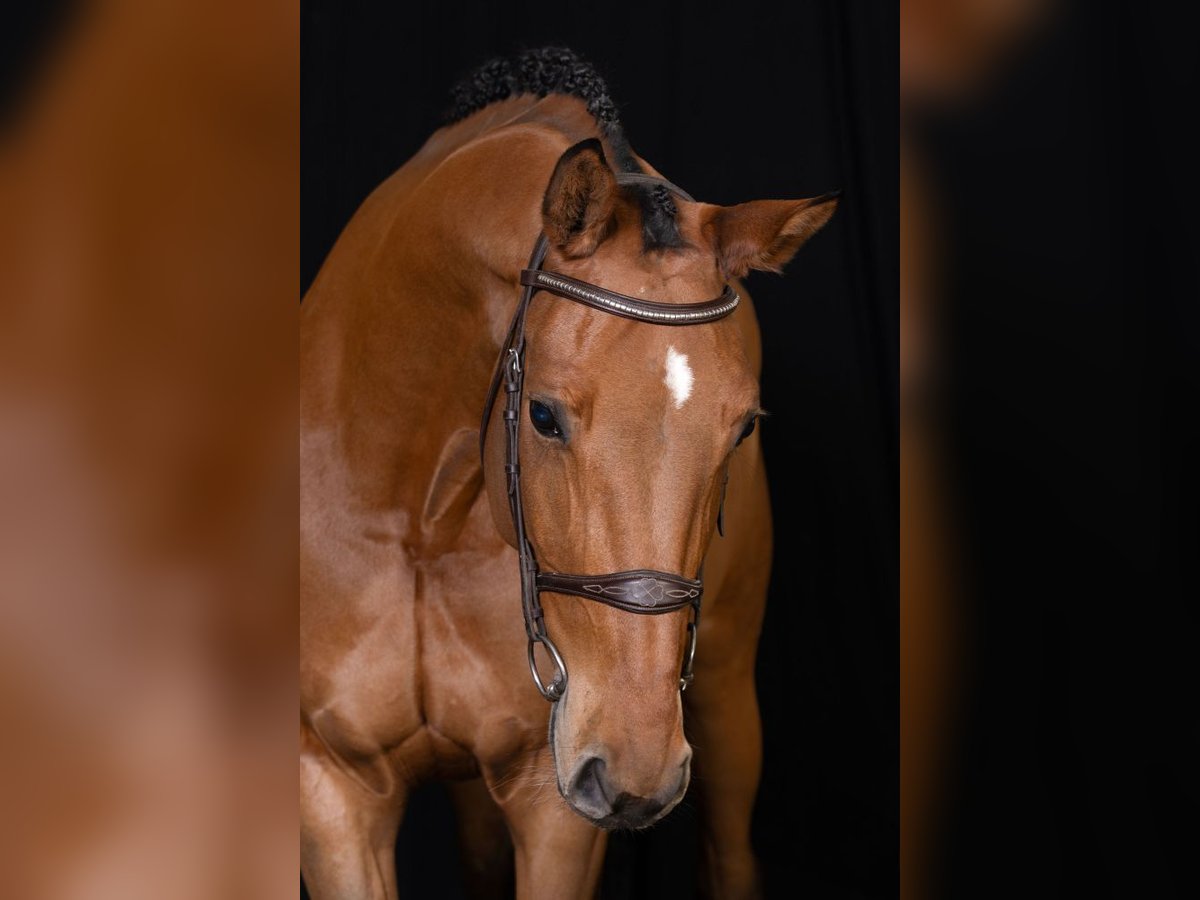 Zangersheide Caballo castrado 5 años Castaño in Bladel