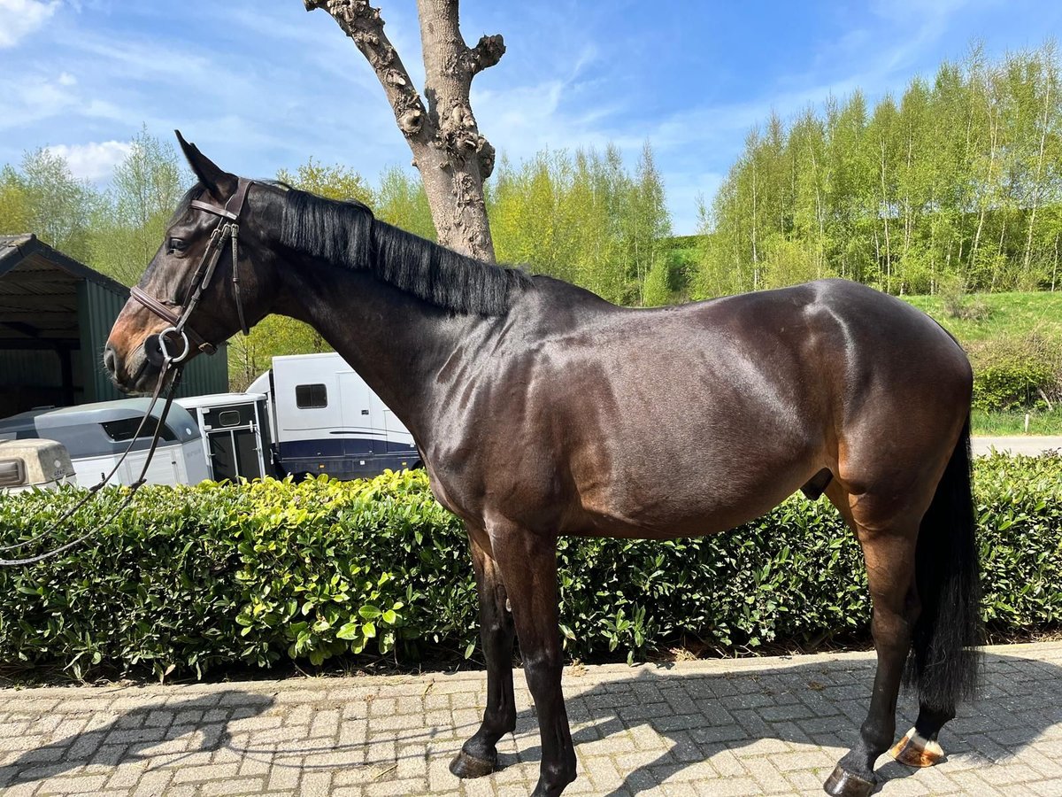 Zangersheide Caballo castrado 5 años Castaño in Nettersheim