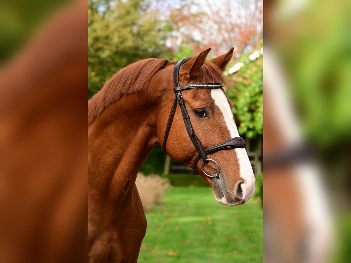 Zangersheide Caballo castrado 6 años 165 cm Alazán in Bladel