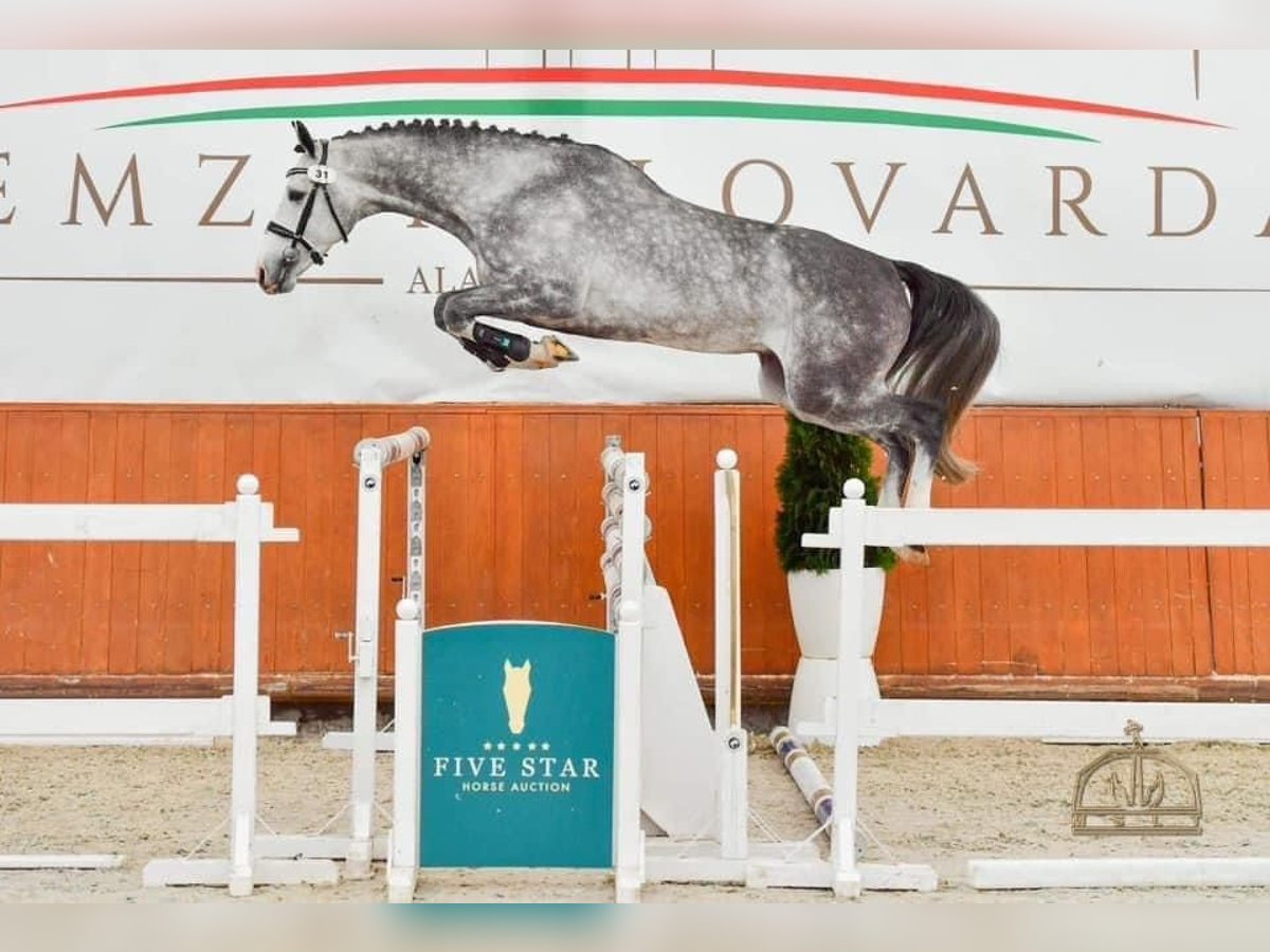 Zangersheide Caballo castrado 6 años 165 cm Tordo in Heves