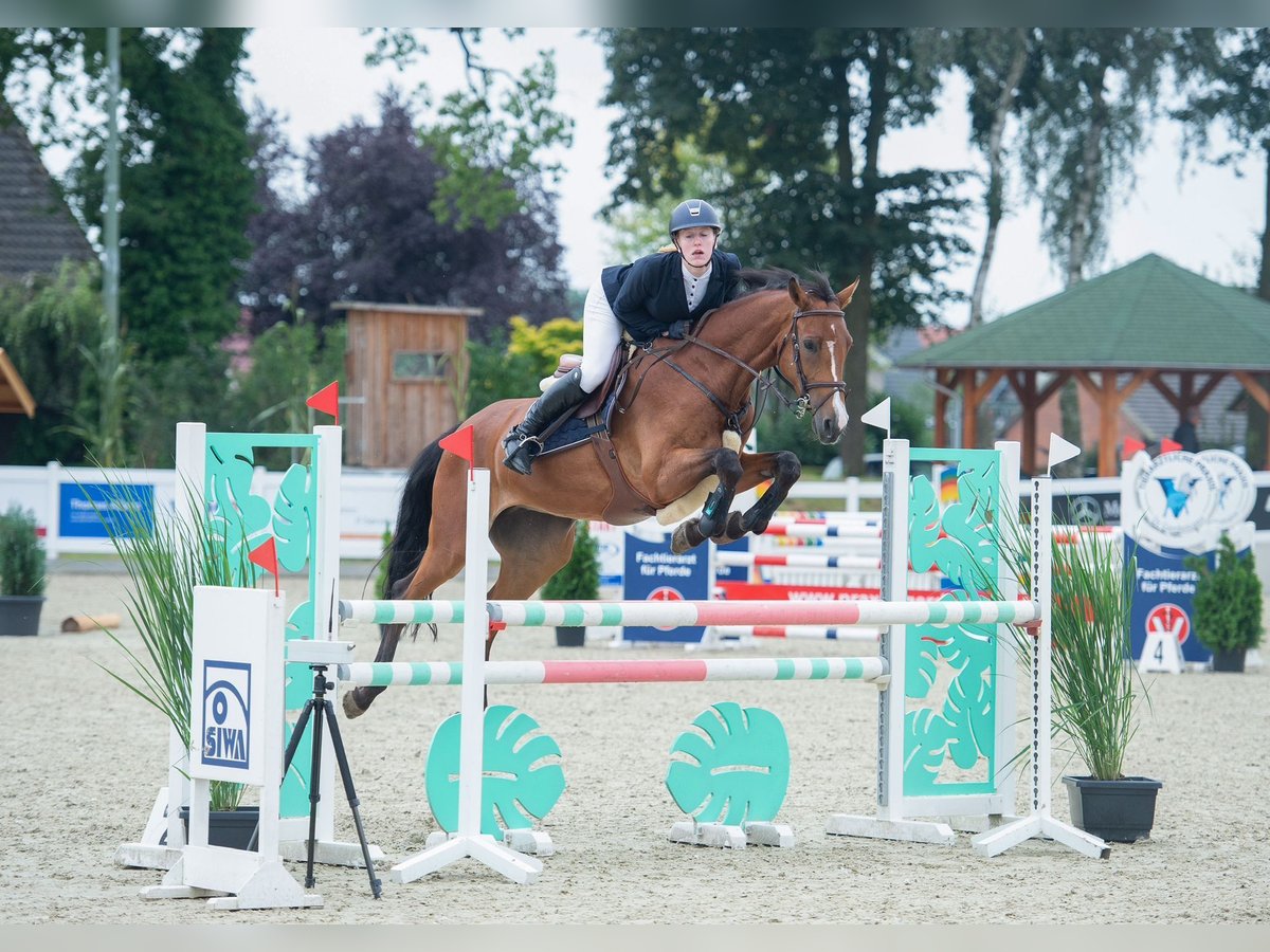 Zangersheide Caballo castrado 6 años 166 cm Castaño in Wallenhorst