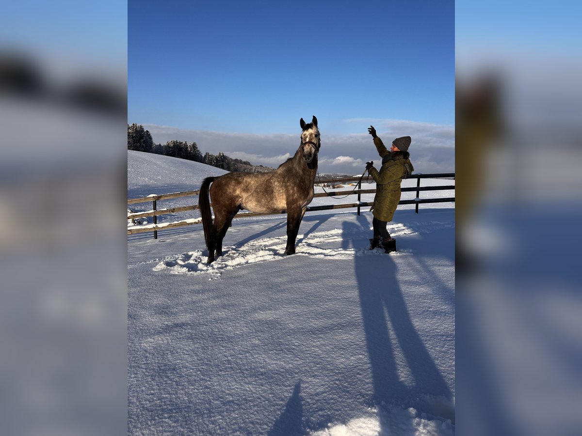 Zangersheide Caballo castrado 6 años 166 cm Tordo rodado in Seeham