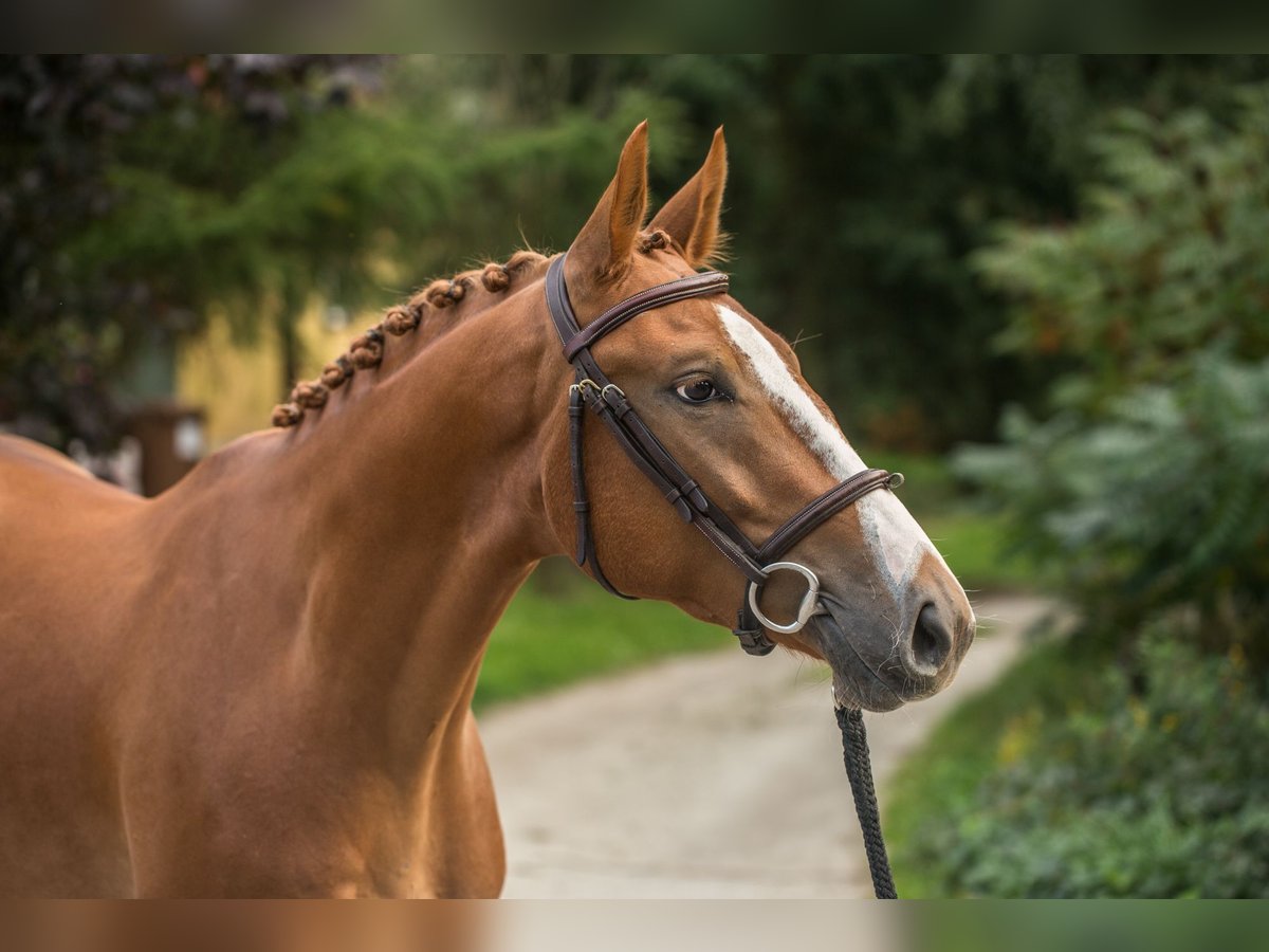 Zangersheide Caballo castrado 6 años 167 cm Alazán in Zosinki