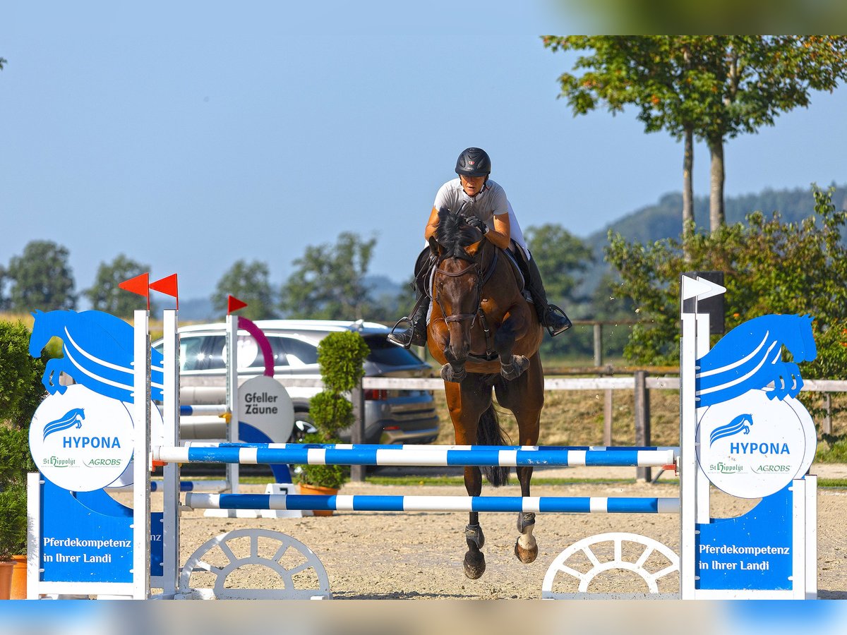 Zangersheide Caballo castrado 6 años 167 cm Castaño oscuro in Ersigen