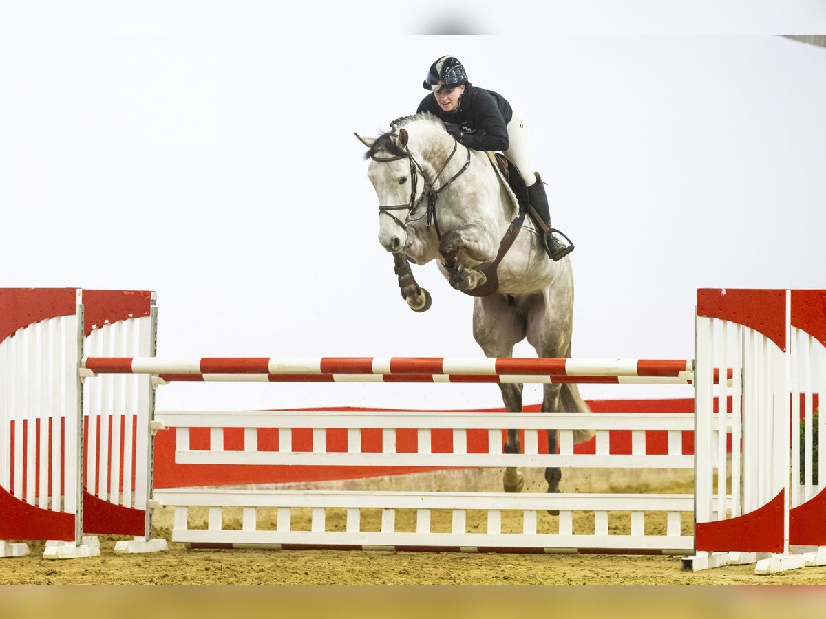 Zangersheide Caballo castrado 6 años 167 cm Tordo ruano in Waddinxveen