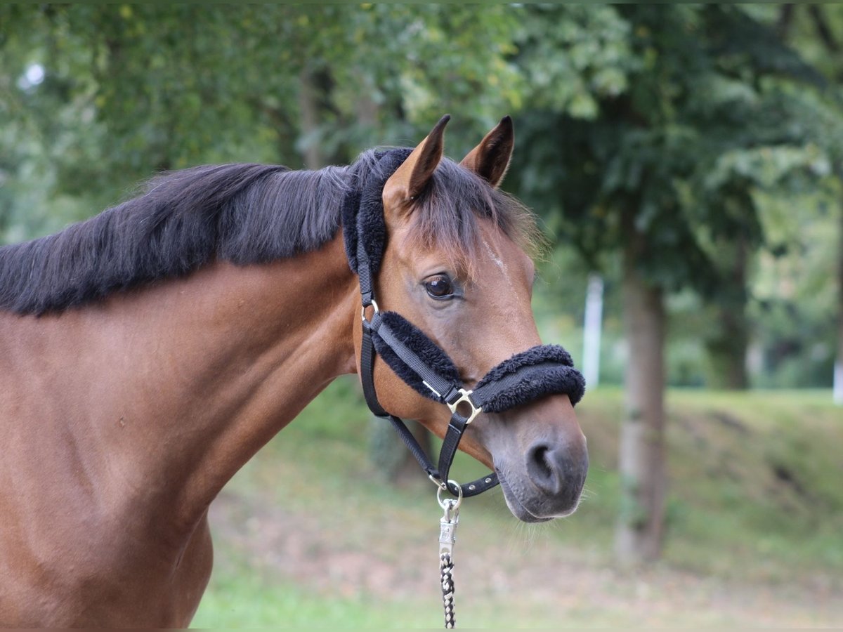 Zangersheide Caballo castrado 6 años 168 cm Castaño in Darmstadt