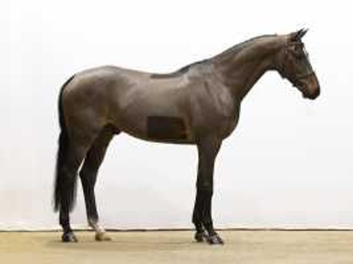 Zangersheide Caballo castrado 6 años 168 cm Castaño in Waddinxveen