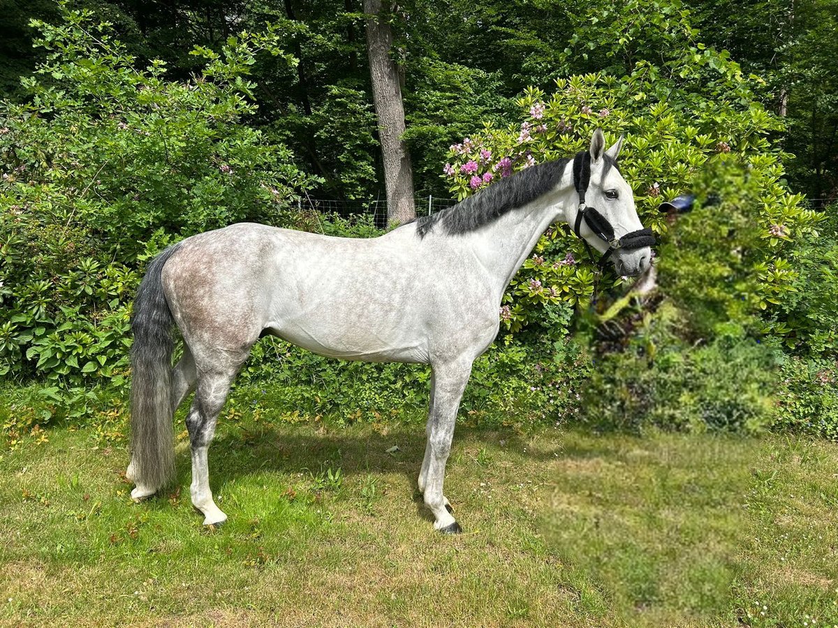 Zangersheide Caballo castrado 6 años 169 cm Tordo in Darmstadt
