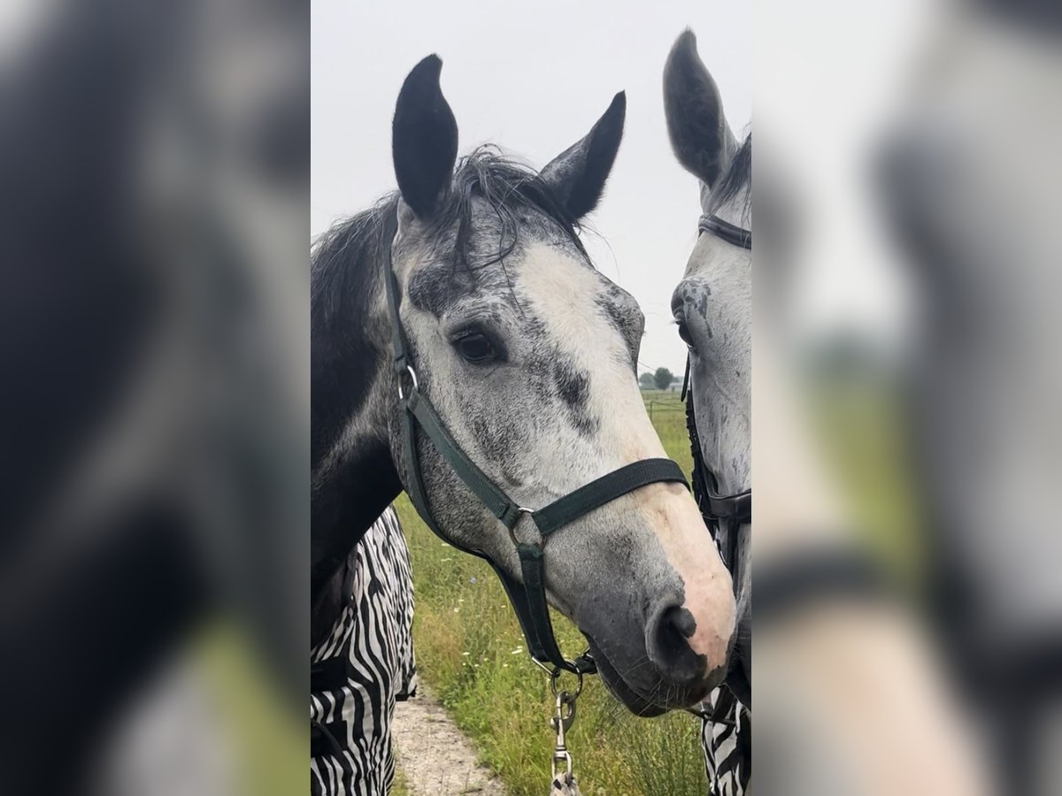 Zangersheide Caballo castrado 6 años 169 cm Tordo in M&#xFC;nchen